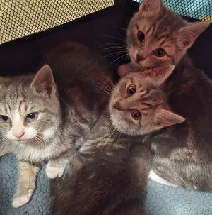 Meet your Posher Video Added Of The Cats Your Orders Have Helped Save!